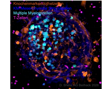Titelbild-Ag-Beilhack-Wajant